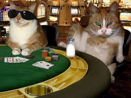 Cats gambling